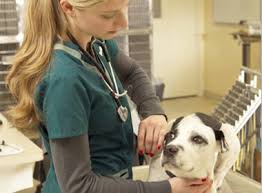 Animal clinic, animal hospital, pet medications, pet pal animal, st pete vet, vet, veterinary services. Veterinary Center Pet Hospital Veterinary Care Saint Petersburg Florida 4th Street Pet Hospital