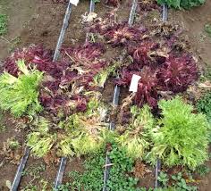 Started to notice on the top soil and around the base of the trunk there is like a white spotty furry mold type growth is there anything i. Problems In Overwintered Salad Greens White Mold And Tip Burn Purdue University Vegetable Crops Hotline