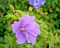 The flowers are in clusters, white to pinkish. 10 X Edible Native Purple Hibiscus Seeds Lilac Flowers Bush Tucker Hardy Variety Ebay