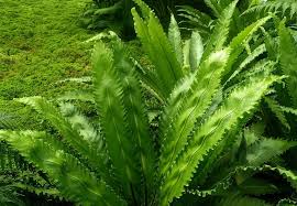 Image result for Asplenium angolense