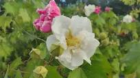 Hibiscus mutabilis - seeds.