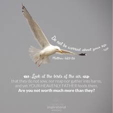 Look At The Birds Of The Air Esv Inspirational Word Art Timeline Inspirational Word Art Inspirational Words Faith Inspiration