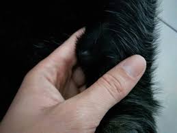 Dans la plupart des cas, le médecin peut diagnostiquer un kyste simple lors de l'examen de la peau. Mon Chien A Une Boule Sous La Peau Toutoupourlechien Com