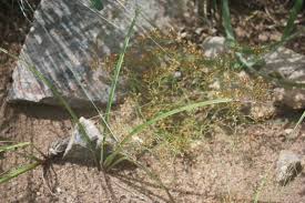 Image result for Polycarpaea eriantha