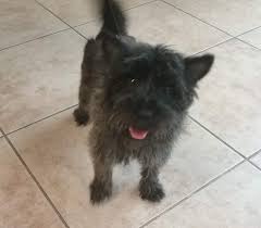 We did not find results for: Cairn Terrier Rescue Sur Twitter Two Adorable Cairn Girls Joined The Cp Family Last Week Are Currently At The Vet They Are Both Sweet Friendly Happy Girls Suwannee Is 8
