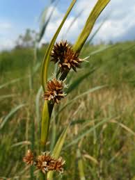 Image result for Cladium mariscus