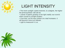 Your cannabis plants will grow stronger while using grow lights with higher ratio of blue light. Plants And Light Ppt Video Online Download