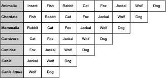 based on the chart how are fish and dogs related they