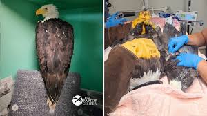 Live updates: Big Bear bald eagle Jackie remains in critical condition after blood transfusion