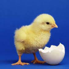 where can i get baby chicks how to plan for backyard chickens baby chicks baby chicks photography chickens backyard