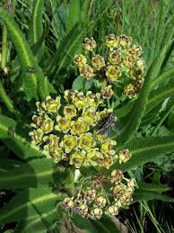 Image result for Xysmalobium sessile