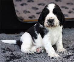 Image result for anglický špringršpaněl