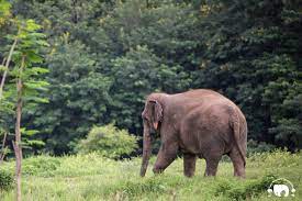Elephant Pornsawan - Save Elephant Foundation