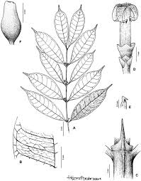 Image result for Craterispermum schweinfurthii