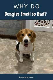 Theres A Reason Why Beagles Stink So Much Beagle Hound Breeds Pet Dogs