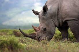 Rhino new york llc (rhino insurance agency in california) (rhino) is a licensed insurance rhino acts as a general agent for one or more insurance carriers. World Rhino Day A Closer Look At Rhinoceros Wildlife Trafficking Aci World Blog