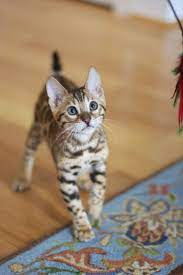 Santana A 12 Week Old Bengal Kitten Bengal Kitten Bengal Cat Asian Leopard Cat