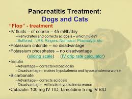 Pancreatitis In Dogs And Cats Ppt Download