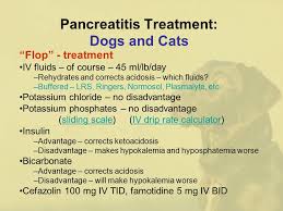 pancreatitis in dogs and cats ppt download