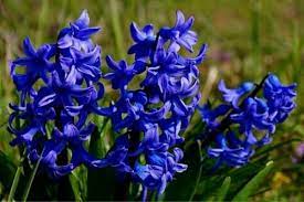 We did not find results for: 10 Winter Flowering Bulbs Urban Garden Gal