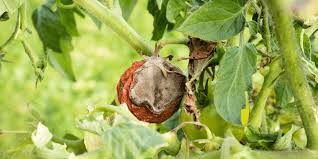 Image result for Botrytis cinerea