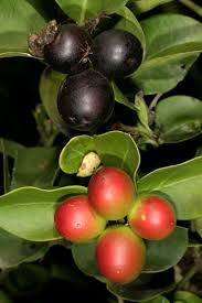 Image result for Carissa spinarum