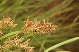 Image result for Cymbopogon nardus