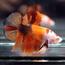 Live Betta Fish Fancy Orange Koi Nemo Halfmoon Plakat Hmpk Male 1 Betta Fish Betta Fish