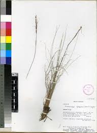 Image result for Diheteropogon filifolius