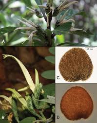 Image result for Anisotes formosissimus