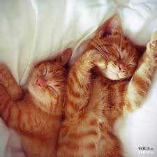 Śpiące kociaki <3 śliczne rude kotki ⋆ VOUS.pl