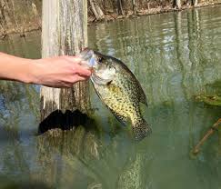 Upload your favorite crappie pictures and view other cool pics. Dnr Fish Wildlife Crappie Fishing