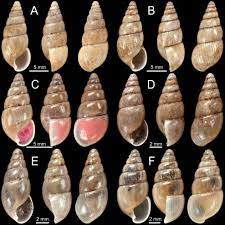 Image result for Cylindropsis