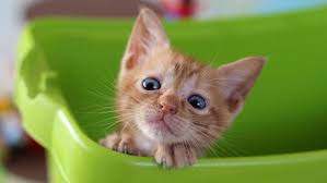 Mungkin ada yang salah dengan gaya hidup anda. Bagaimana Untuk Merawat Cirit Birit Pada Anak Kucing 2 Bulan Punca Rawatan Di Rumah Ubat Ubatan Diet