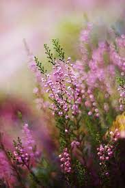 Pin By Theerarat Audonkhet On Beautiful Pics Flowers Photography Flowers Pretty Flowers