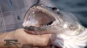 Many animal rights groups regularly try to get recreational fishing banned because it hurts the fish, which are 'played' on the end of a hook and line for minutes or hours. Do Fish Feel Pain Shimano Advocacy Youtube