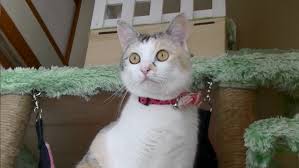 Image result for ねこ吉