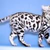What to do if you have cat allergies & want a bengal. Https Encrypted Tbn0 Gstatic Com Images Q Tbn And9gctyjsd1neje0fd1tw Qjzhboq Zrdsccvti Jtwn1hwx Nznaso Usqp Cau