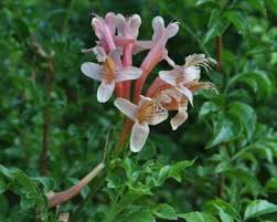 Image result for Tecoma capensis