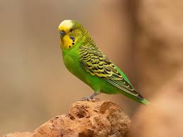 Do Budgies Live? (Budgerigar Lifespan ...