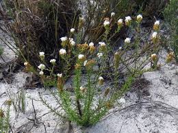 Image result for Selago albomarginata