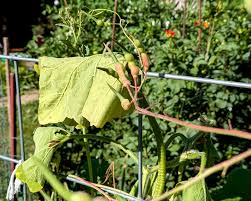 Image result for Cissus petiolata