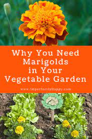 At vegetative and flowering period sufficient amount of moisture in soil is essential. Marigolds In The Vegetable Garden 6 Important Things They Do Companion Gardening Home Vegetable Garden Organic Vegetable Garden