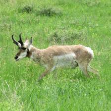 Hours may change under current circumstances Spokane Creek Cabins Campground Updated 2021 Reviews Keystone Sd Tripadvisor