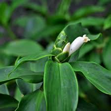 Image result for Costus