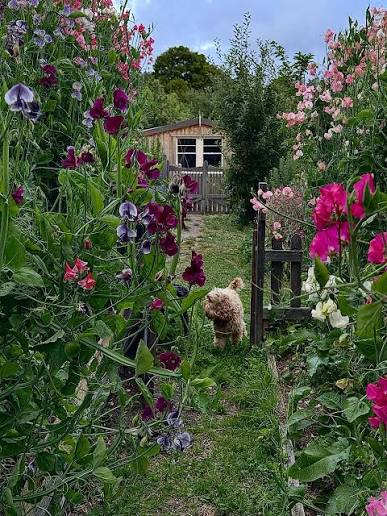 Sweet Pea Garden entrance