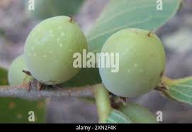 Image result for Bridelia mollis