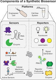 R$ 362,38 celebrity d28 black bordado. A Primer On Emerging Field Deployable Synthetic Biology Tools For Global Water Quality Monitoring Npj Clean Water