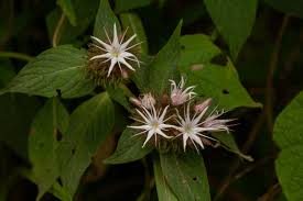 Image result for Virectaria major