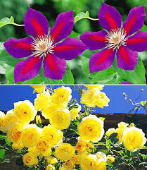 In an exclusive interview, mccoy told wpbf 25 news his friend noticed a guy. Set Clematis Etoile De Malicorne Georges Delbard Kletterrosen Bei Baldur Garten